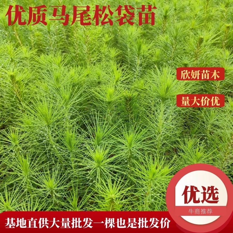 马尾松优质马尾松袋苗，基地大量直供，现取现发，根系发达，