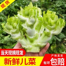 娃娃菜儿菜安徽儿菜，现挖现发，货品新鲜全国发货