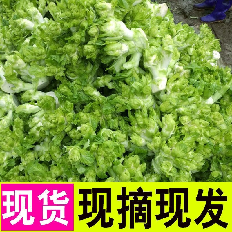 娃娃菜儿菜安徽儿菜，现挖现发，货品新鲜全国发货