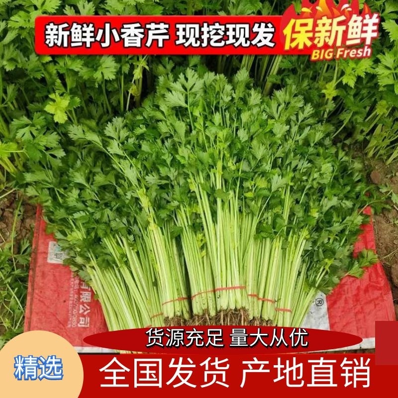 精品小香芹玻璃翠芹菜产地直供质量保证量大