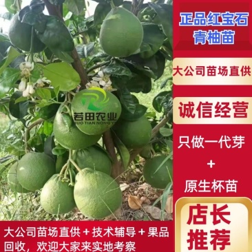 泰国红宝石青柚苗纯正苗木➕免费技术辅导➕果品回收