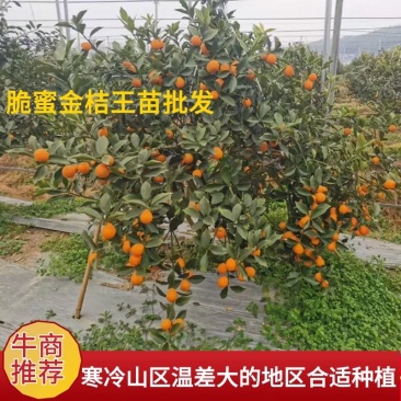 金桔王苗，脆蜜金桔王苗高抗溃疡加高抗黄龙病