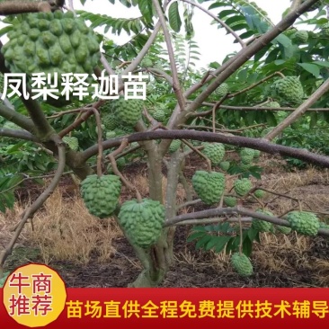凤梨释迦苗大公司苗场直供，全程免费提供技术辅导