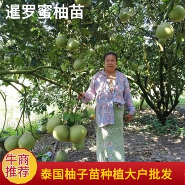 泰国暹罗蜜柚苗只做一代芽➕原生杯苗大公司苗场直供