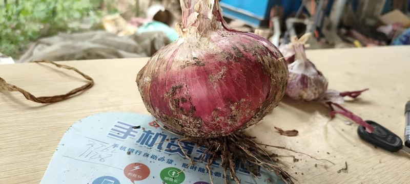 洋葱聊城优质二红洋葱大量上市产地直销量大优惠