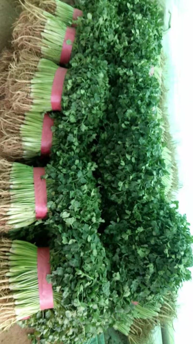 香菜优质铁杆青中叶香菜大量上市产地直销保质保量