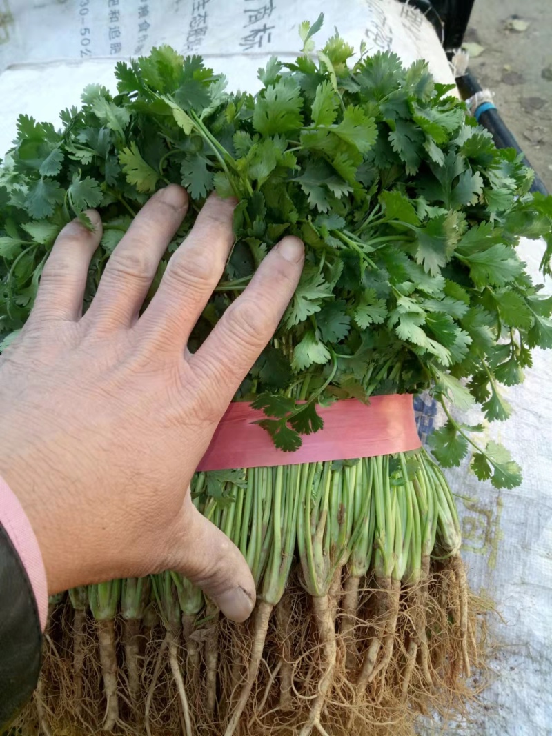 香菜优质铁杆青中叶香菜大量上市产地直销保质保量