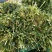 香菜优质铁杆青中叶香菜大量上市产地直销保质保量