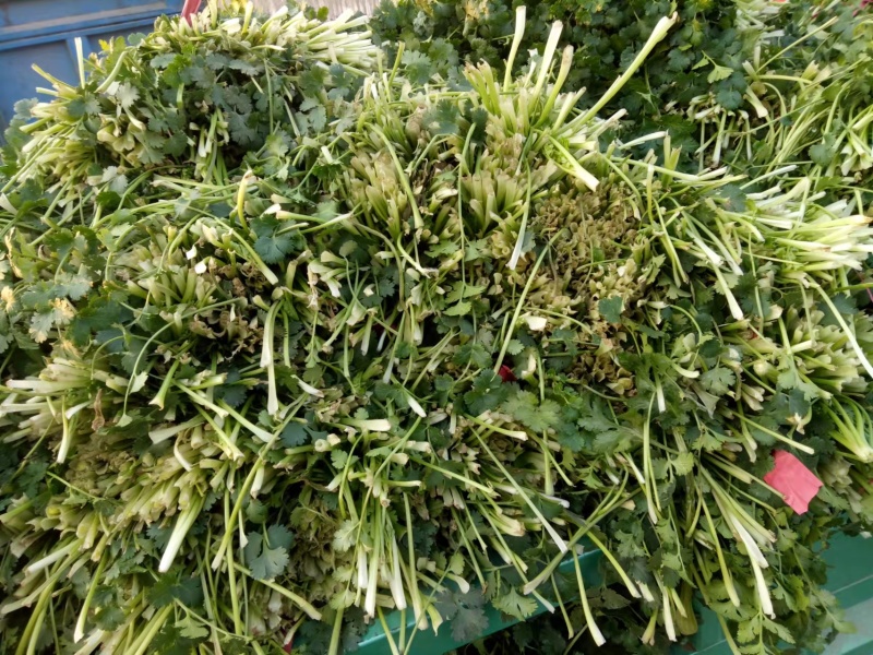 香菜优质铁杆青中叶香菜大量上市产地直销保质保量