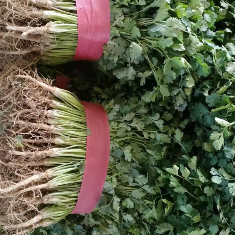 香菜优质铁杆青中叶香菜大量上市产地直销保质保量