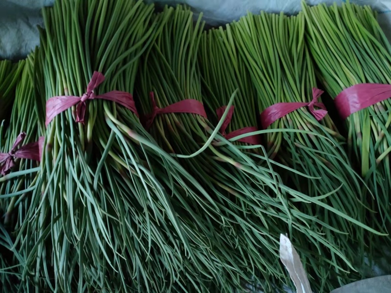 蒜苔优质聊城大张苔大量上市产地直销货量充足量大优惠