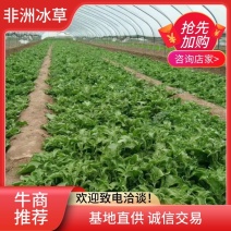 【新鲜好货】非洲冰草~冰菜大量上市支持全国发货，现货