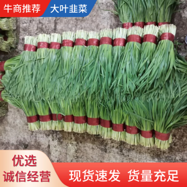 寿光大叶韭菜优质韭菜大量供应中！质优价廉！需要的联系！