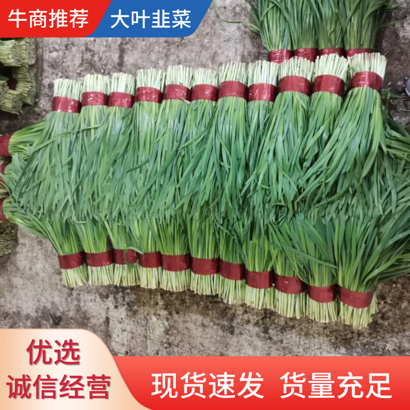 寿光大叶韭菜优质韭菜大量供应中！质优价廉！需要的联系！