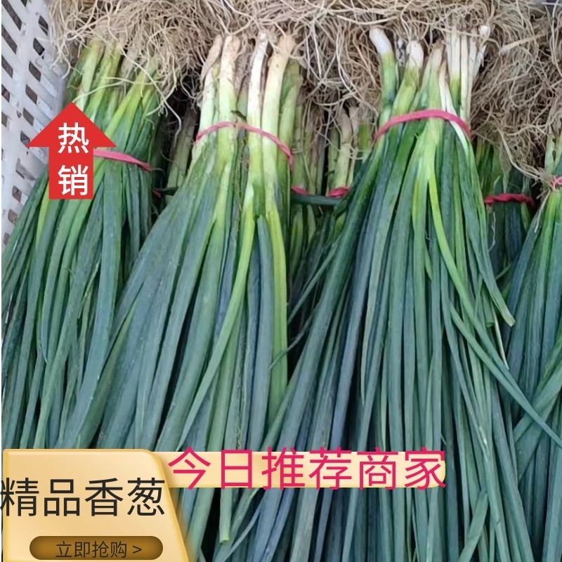 【热卖】精品香葱，小葱基地一手货源，大量供应，价格美丽