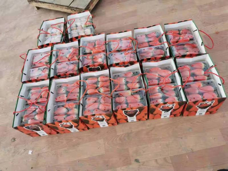 甜宝草莓一件代发价格可商当天现摘现发诚信商家