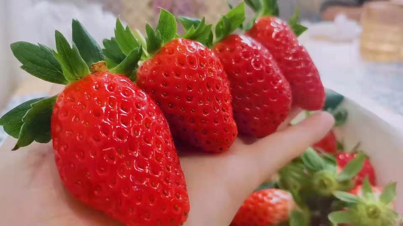 济南草莓大量上市，爽甜可口可一件代发基地一手货