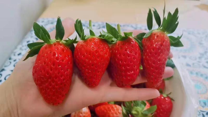 济南草莓大量上市，爽甜可口可一件代发基地一手货