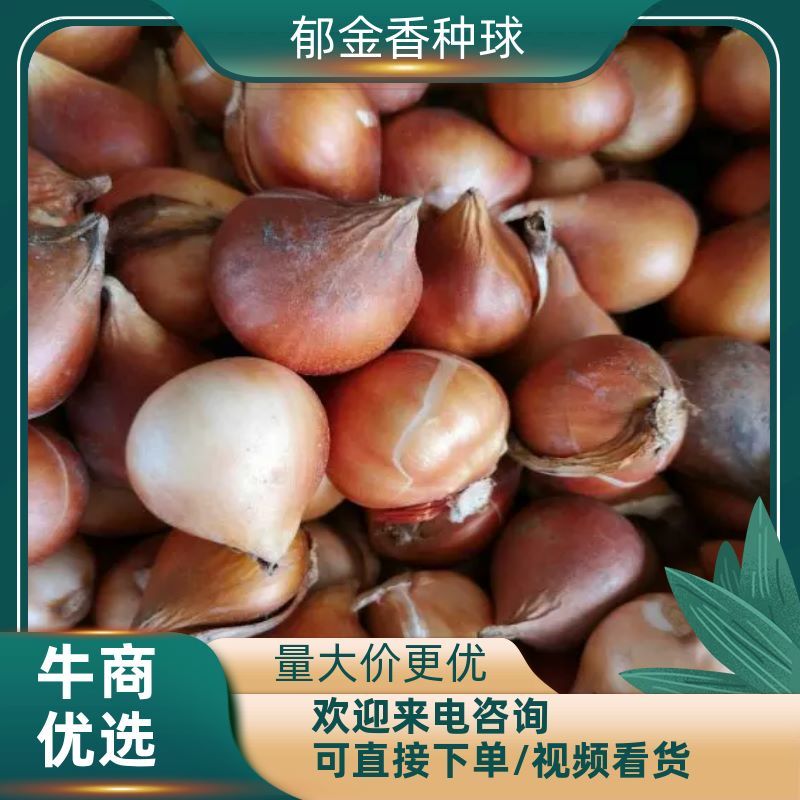 【荐】精品郁金香种球，四季开花室内外耐寒冬季多年生植物
