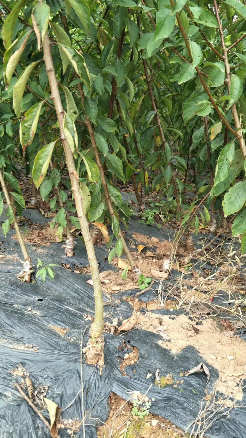 晚熟5月脆李苗根细发达货源充足，品质保证。