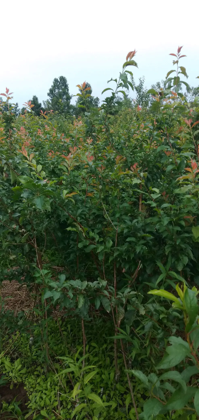 晚熟5月脆李苗根细发达货源充足，品质保证。