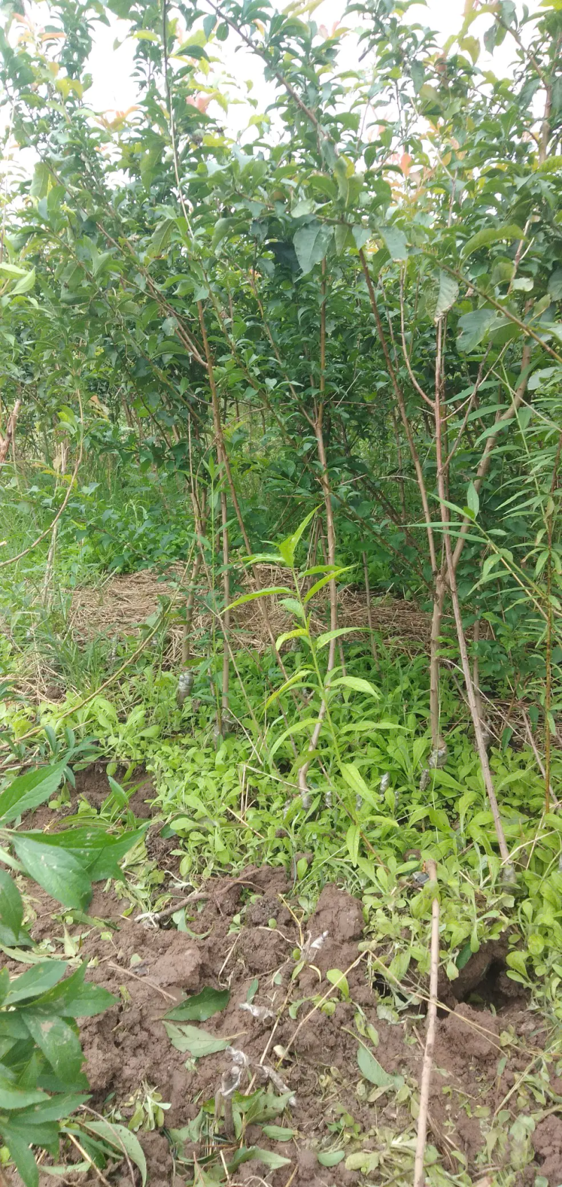 晚熟5月脆李苗根细发达货源充足，品质保证。
