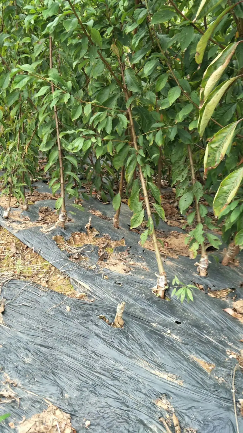 晚熟5月脆李苗根细发达货源充足，品质保证。