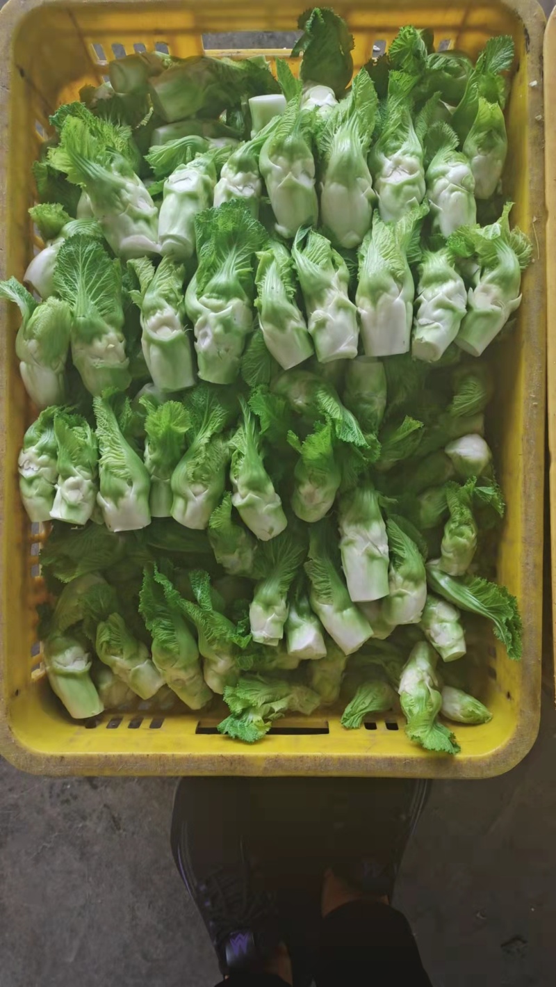 基地儿菜，大量供应，精品包装，可发全国市场，脆嫩可口