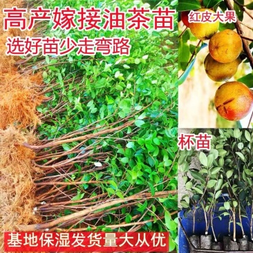供应嫁接油茶苗江西油茶长林系列包售后包成活包技术指导