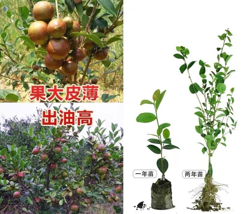 供应嫁接油茶苗江西油茶长林系列包售后包成活包技术指导