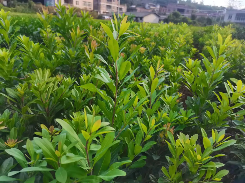 杨梅树苗东魁杨梅正宗嫁接，南方北方均种植基地直供