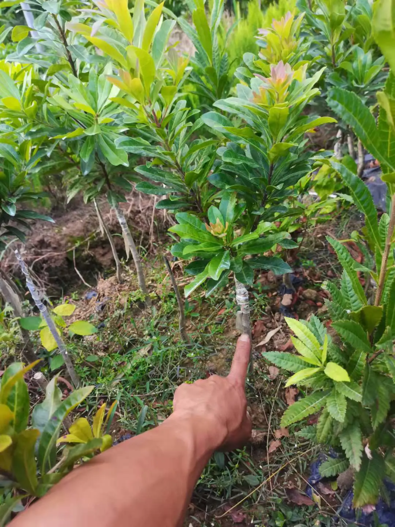 杨梅树苗东魁杨梅正宗嫁接，南方北方均种植基地直供
