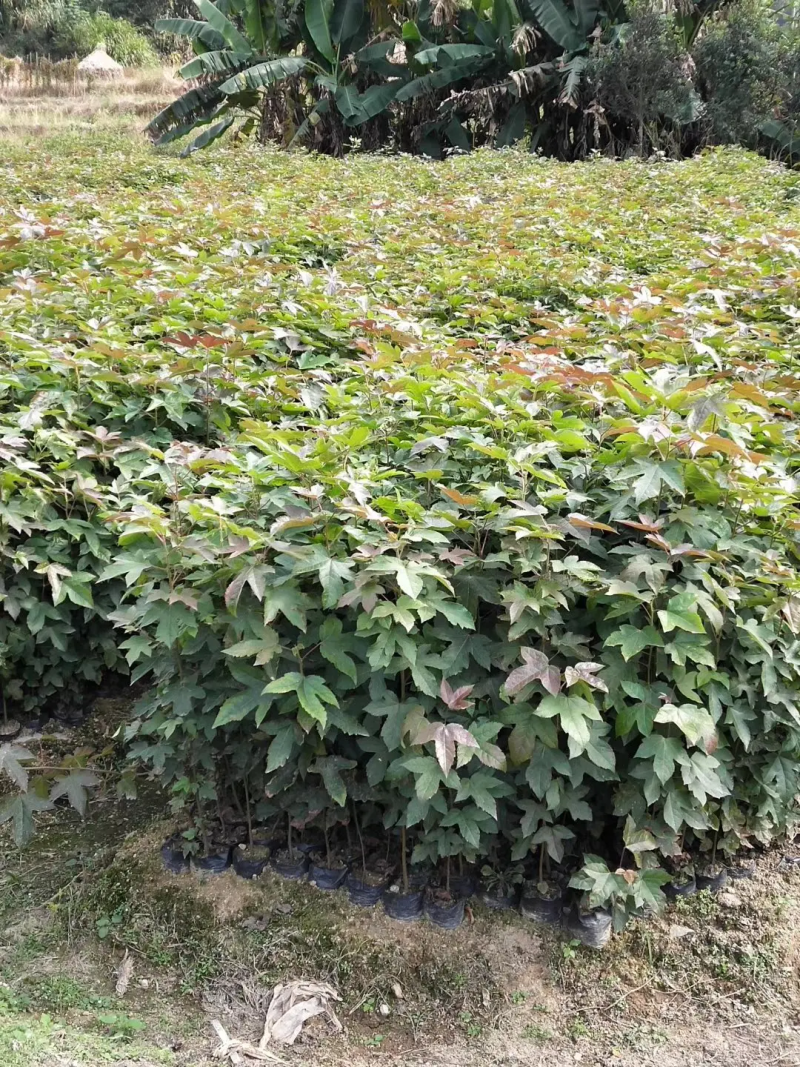 枫香苗江西枫香苗基地枫香基地批发数十年育苗经验，各规格