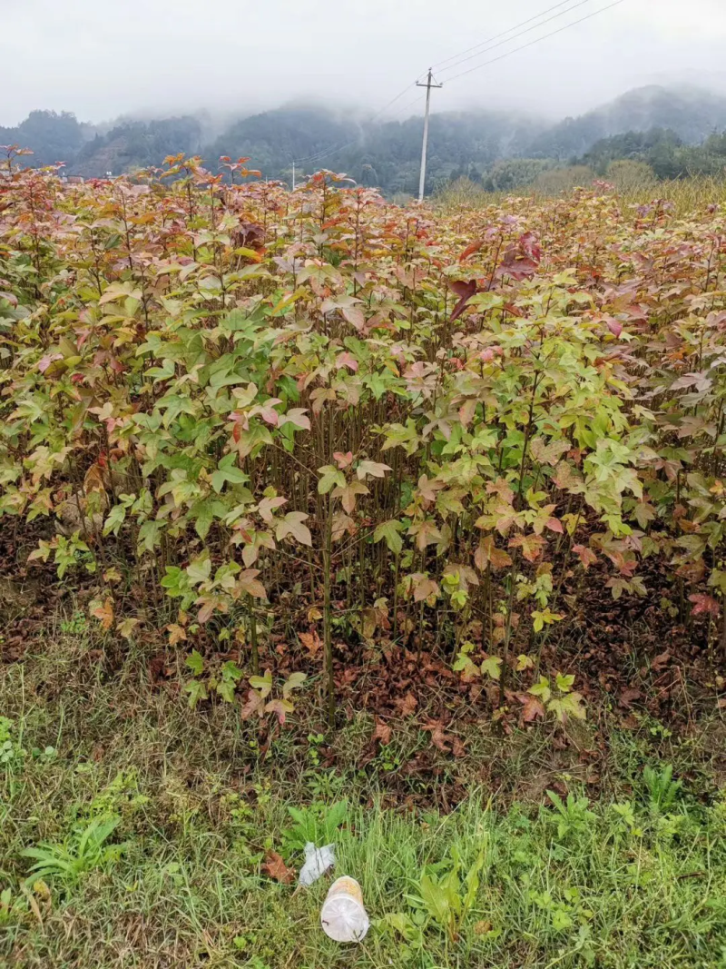 枫香苗江西枫香苗基地枫香基地批发数十年育苗经验，各规格