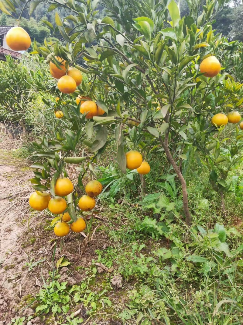 明日见柑橘苗，糖度高，易薄皮，无核产量高，好管理。