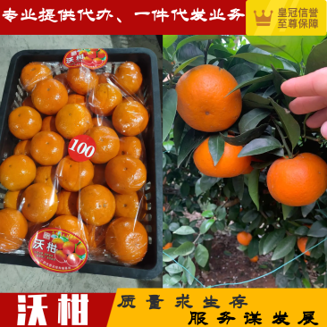 【精品】沃柑广西产地直供对接各级客商、电商服务完善
