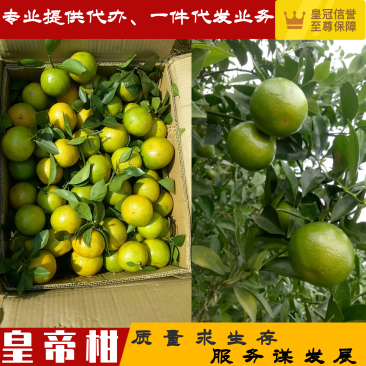 【荐】产区直供皇帝柑品质保障代办业务完善欢迎咨询