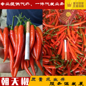 【精品】广西产地直供朝天椒品质保障货源充足欢迎咨询