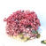 紫生菜种子紫叶紫罗莎生菜红宝石早熟30-60天收获