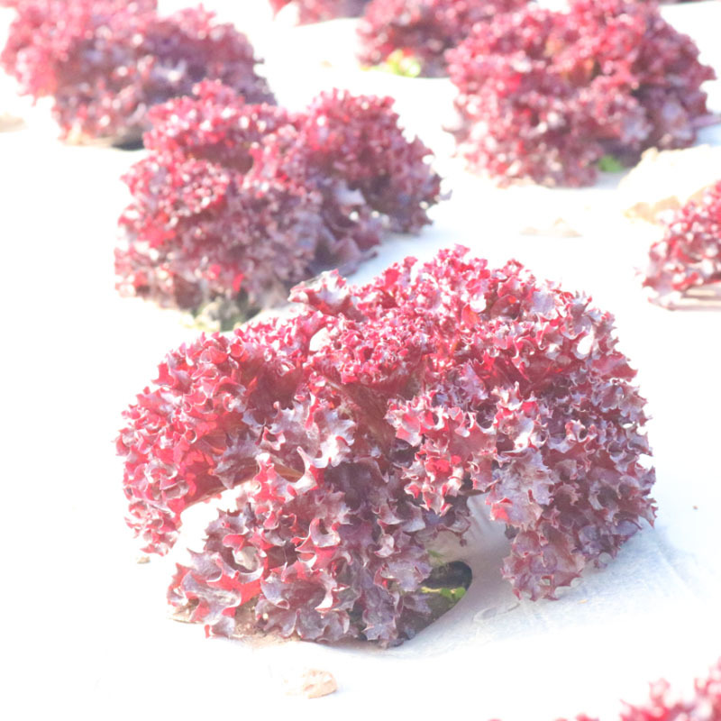 紫生菜种子紫叶紫罗莎生菜红宝石早熟30-60天收获