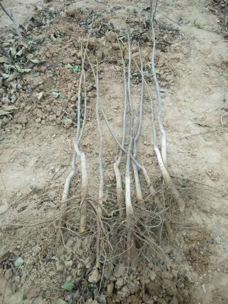 核桃树苗