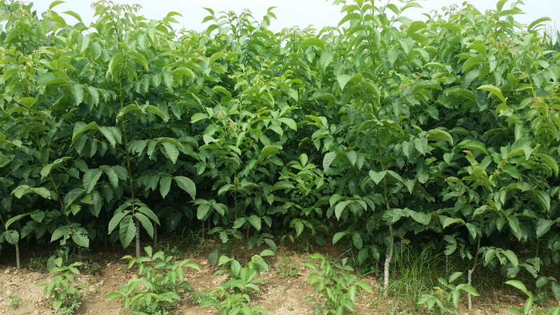 核桃树苗