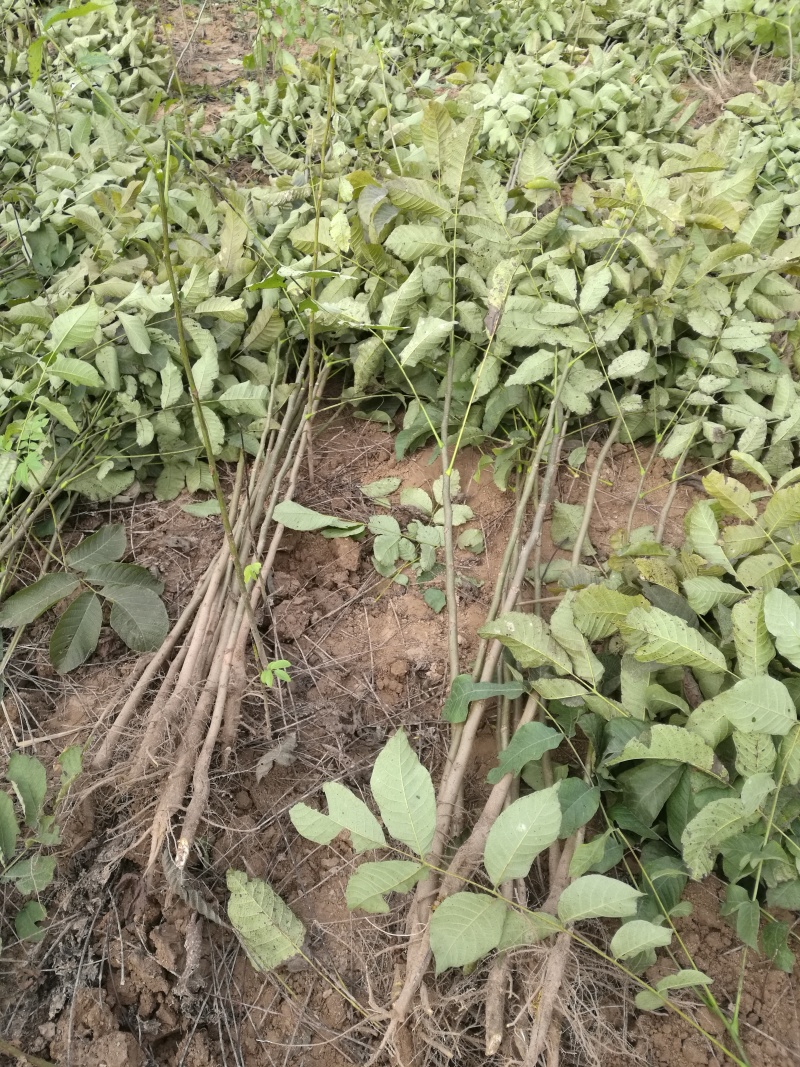 核桃树苗