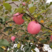 红富士苹果产地直发保质保量全国发货山东烟台