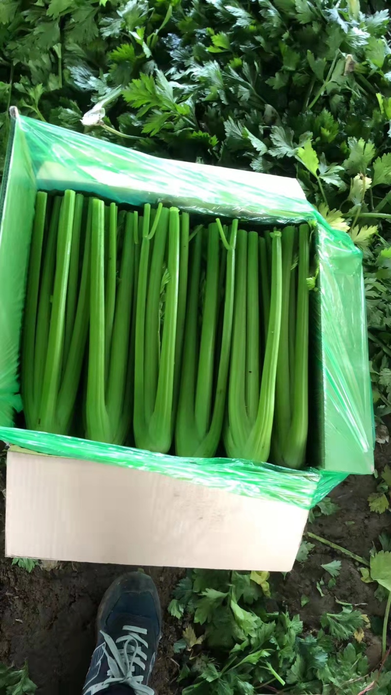 【精品】西芹菏泽西芹芹菜大量上市了质量好价格低品质保证