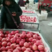 烟台红富士苹果，甜脆可口，欢迎老板前来洽谈，条红片红都有