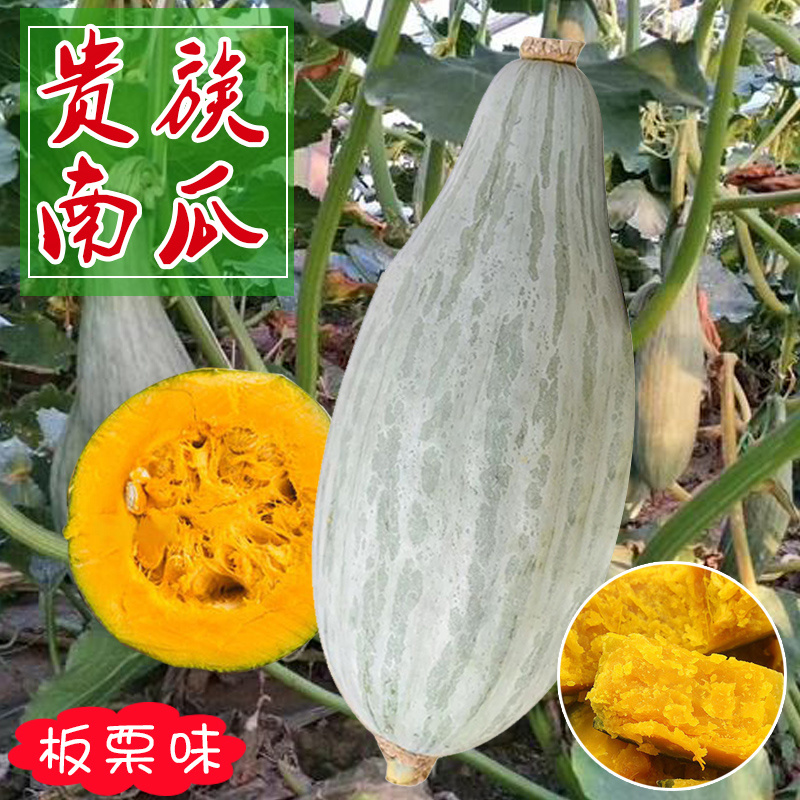 贵族南瓜种子牛腿南瓜金丝栗南瓜种籽春秋陆地种植早熟