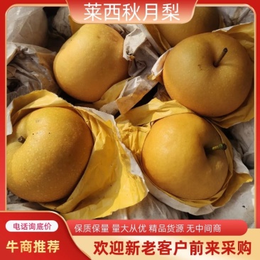 莱西秋月梨，果子皮薄，甜脆汁多，无渣，欢迎下单咨询发货