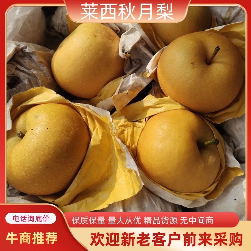 莱西秋月梨，果子皮薄，甜脆汁多，无渣，欢迎下单咨询发货