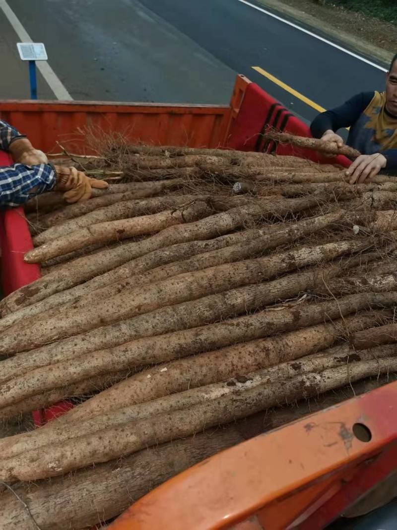 【热卖爆款】淮山药，山药量大，规格齐全耐煮味香，欢迎采购